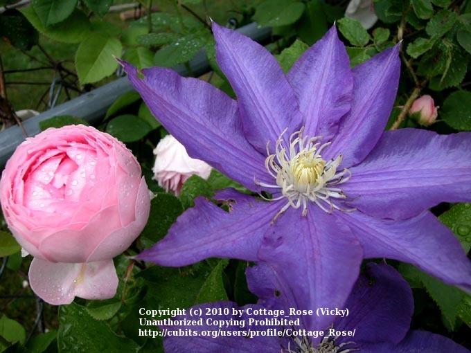 Photo of English Shrub Rose (Rosa 'Constance Spry') uploaded by Cottage_Rose