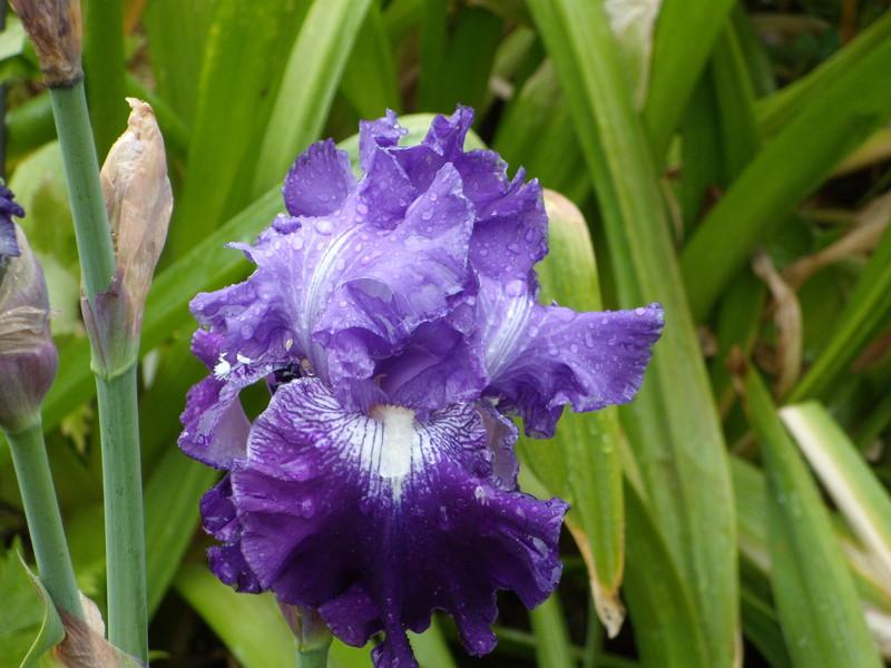 Photo of Tall Bearded Iris (Iris 'Indigo Seas') uploaded by Betja