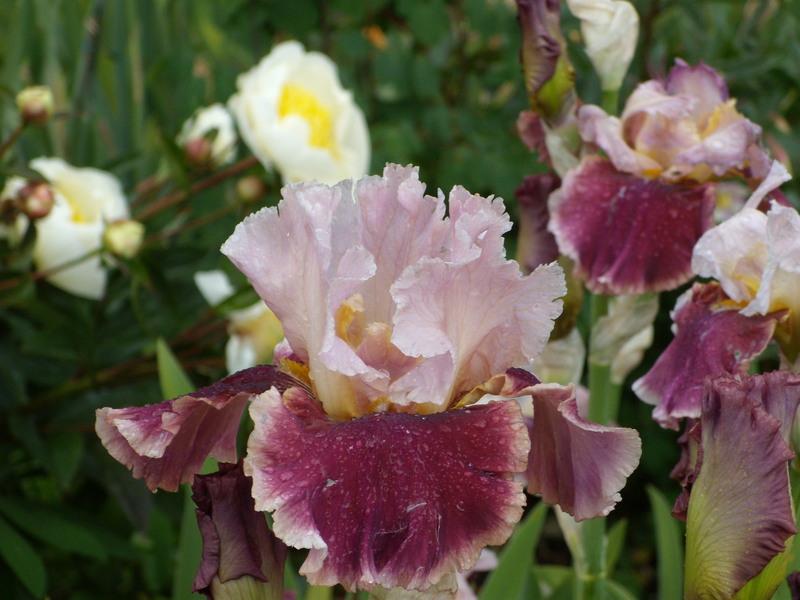 Photo of Tall Bearded Iris (Iris 'Cranberry Swirl') uploaded by Betja