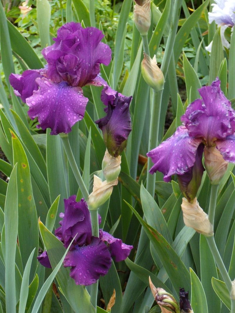 Photo of Tall Bearded Iris (Iris 'Sultry Mood') uploaded by Betja