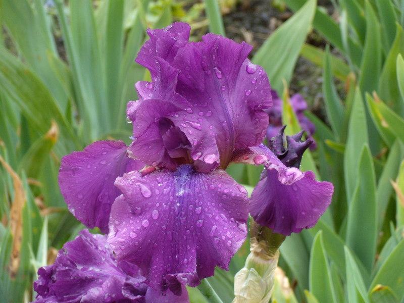 Photo of Tall Bearded Iris (Iris 'Sultry Mood') uploaded by Betja