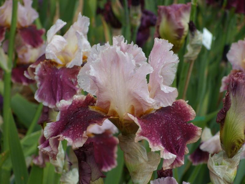 Photo of Tall Bearded Iris (Iris 'Cranberry Swirl') uploaded by Betja