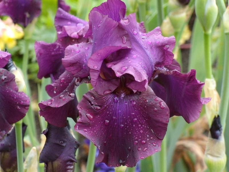 Photo of Tall Bearded Iris (Iris 'Madeira') uploaded by Betja