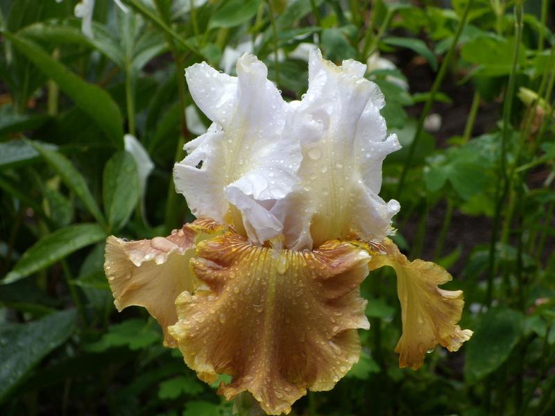 Photo of Tall Bearded Iris (Iris 'Changing Seasons') uploaded by Betja