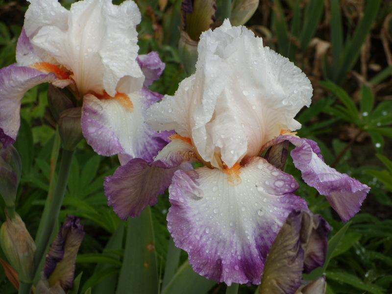 Photo of Tall Bearded Iris (Iris 'Bold Fashion') uploaded by Betja