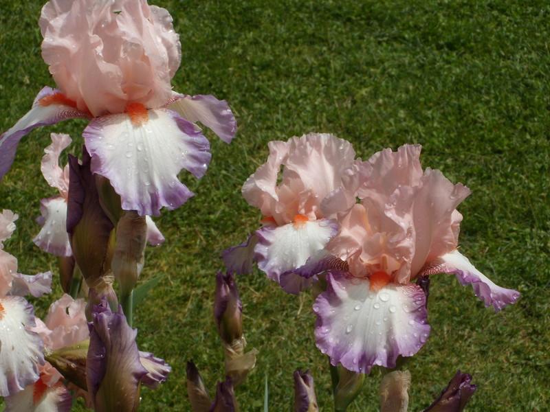 Photo of Tall Bearded Iris (Iris 'Poesie') uploaded by Betja
