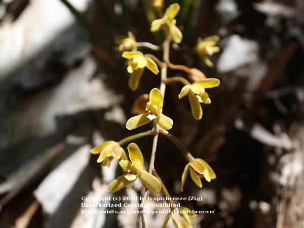 Photo of Bulbed Snake Orchid (Cymbidium madidum) uploaded by tropicbreeze
