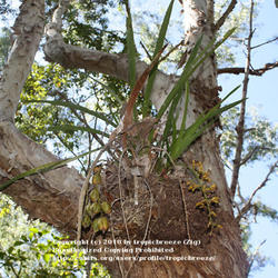 
This is Cym. madidum growing in a Paperbark (Melaleuca sp.) tree.