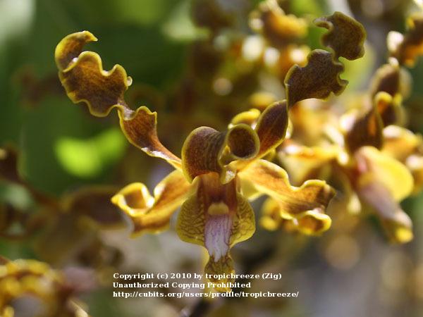 Photo of Golden Orchid (Dendrobium discolor) uploaded by tropicbreeze