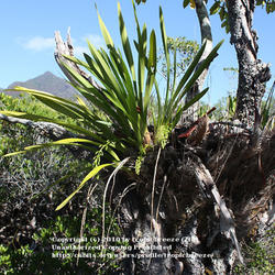 
Cym. madidum growing in a mangrove.