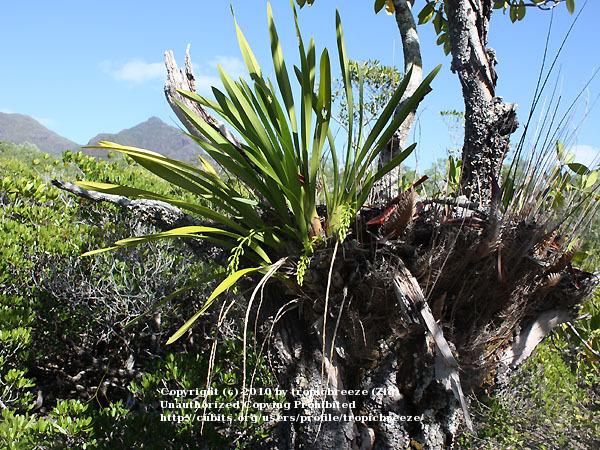 Photo of Bulbed Snake Orchid (Cymbidium madidum) uploaded by tropicbreeze