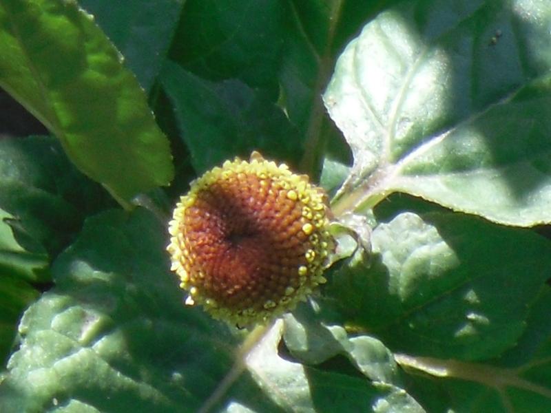 Photo of Toothache Plant (Spilanthes oleracea) uploaded by wildflowers