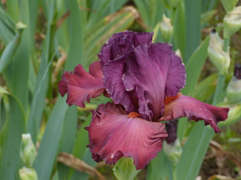 Photo of Tall Bearded Iris (Iris 'Chianti Classic') uploaded by Betja