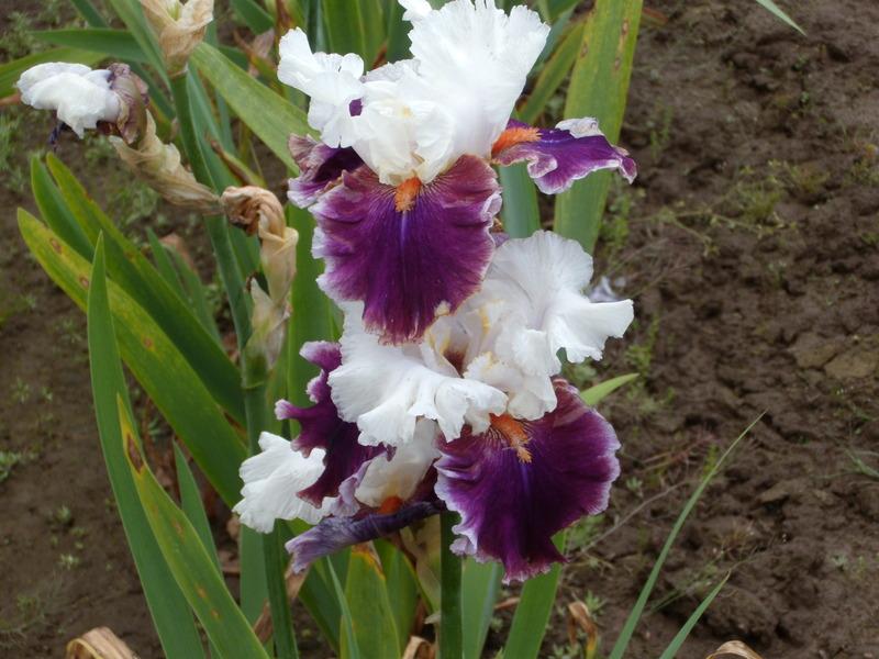 Photo of Tall Bearded Iris (Iris 'Regal Knave') uploaded by Betja