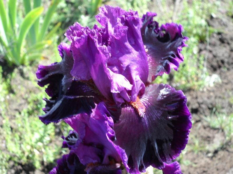 Photo of Tall Bearded Iris (Iris 'Accessible') uploaded by Betja