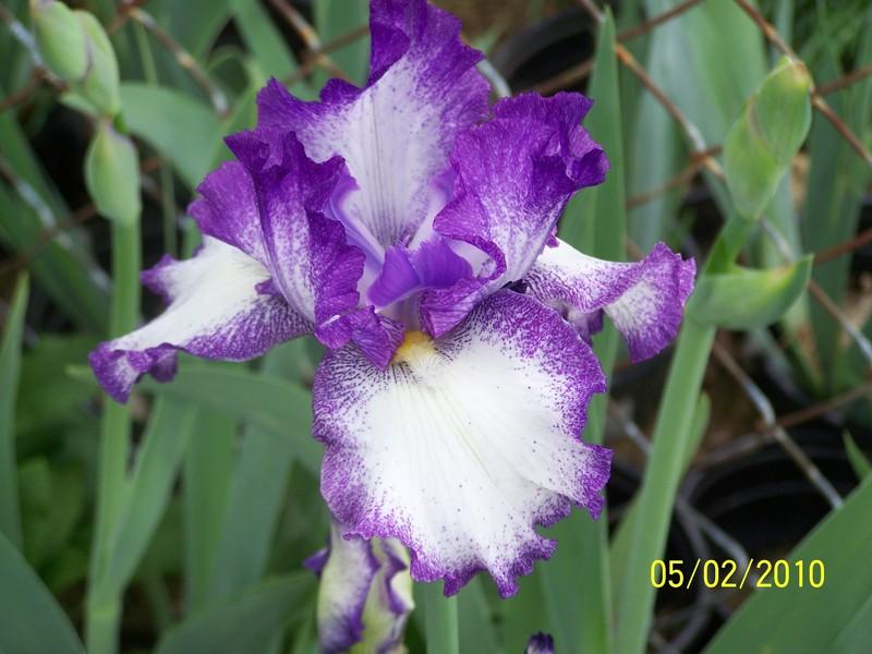 Photo of Tall Bearded Iris (Iris 'Jesse's Song') uploaded by Misawa77