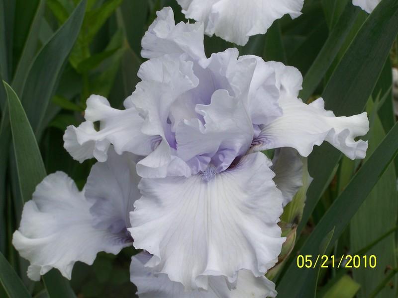 Photo of Tall Bearded Iris (Iris 'Uncle Charlie') uploaded by Misawa77