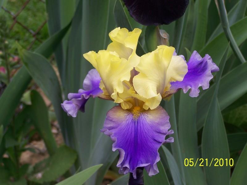 Photo of Tall Bearded Iris (Iris 'Edith Wolford') uploaded by Misawa77