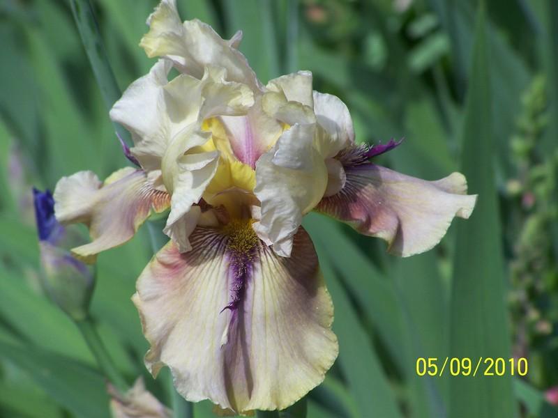 Photo of Tall Bearded Iris (Iris 'Thornbird') uploaded by Misawa77