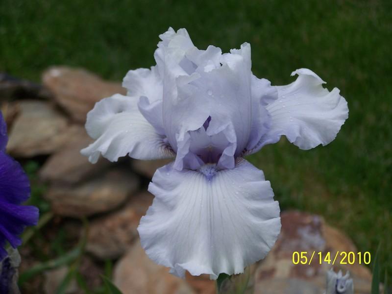 Photo of Tall Bearded Iris (Iris 'Uncle Charlie') uploaded by Misawa77