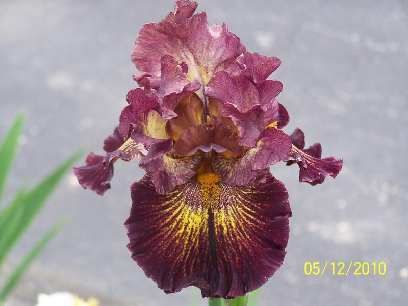 Photo of Tall Bearded Iris (Iris 'High Octane') uploaded by Misawa77