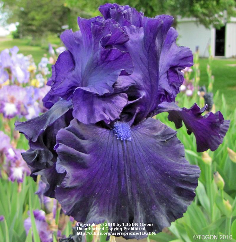 Photo of Tall Bearded Iris (Iris 'Shadows of Night') uploaded by TBGDN