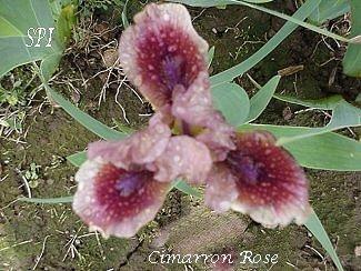 Photo of Standard Dwarf Bearded Iris (Iris 'Cimarron Rose') uploaded by irisloverdee