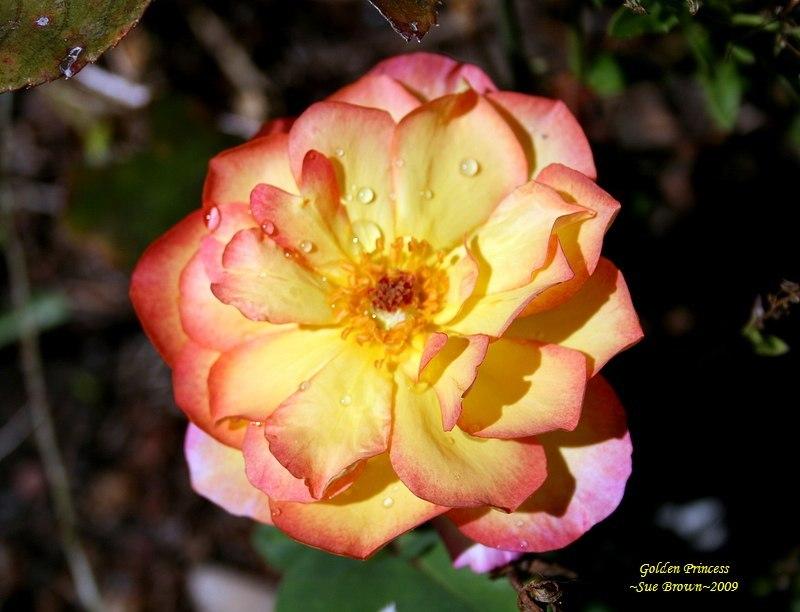 Photo of Rose (Rosa 'Golden Princess') uploaded by Calif_Sue