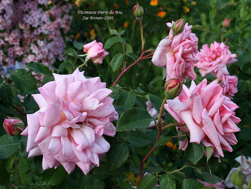 Photo of Rose (Rosa 'Vicomtesse Pierre du Fou') uploaded by Calif_Sue