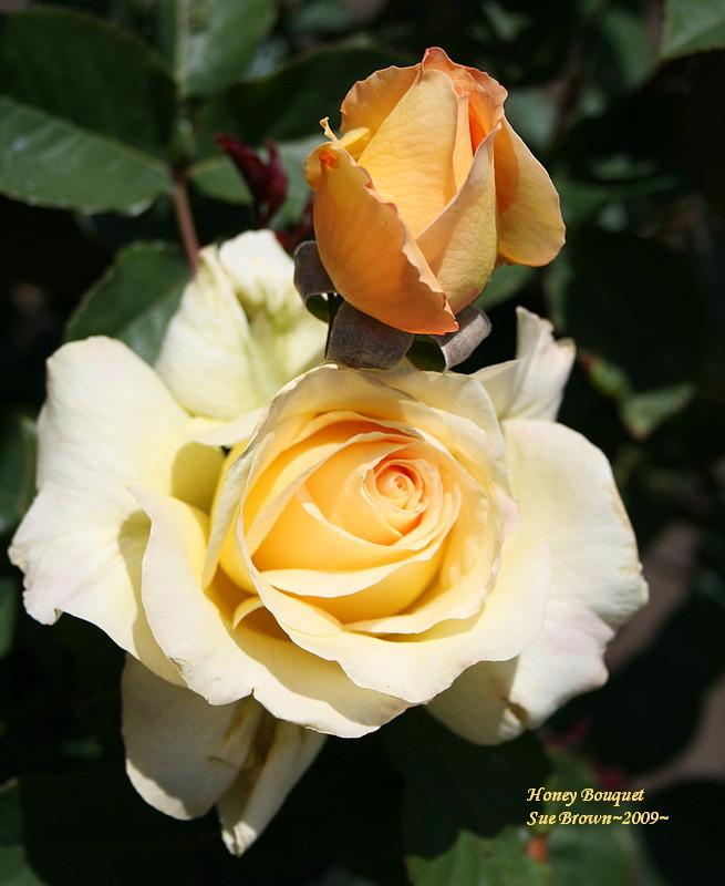 Photo of Rose (Rosa 'Honey Bouquet') uploaded by Calif_Sue