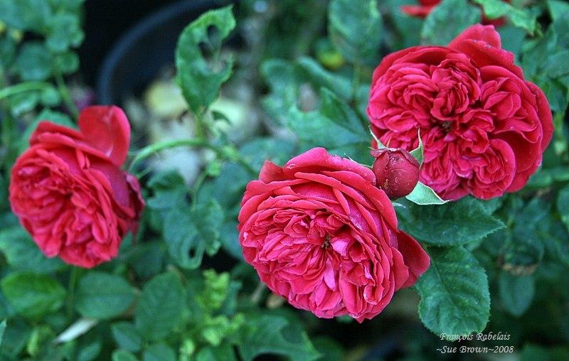 Photo of Rose (Rosa 'Francois Rabelais') uploaded by Calif_Sue