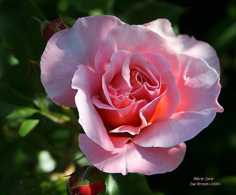 Photo of Rose (Rosa 'Marie Curie') uploaded by Calif_Sue