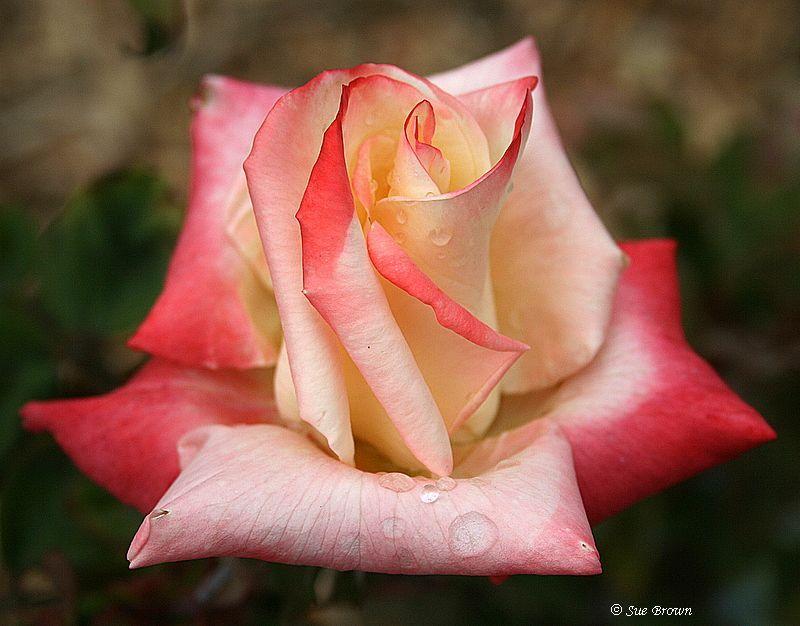 Photo of Rose (Rosa 'Lynette') uploaded by Calif_Sue