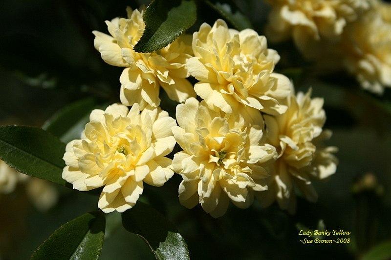 Photo of Lady Banks Yellow (Rosa banksiae 'Lutea') uploaded by Calif_Sue