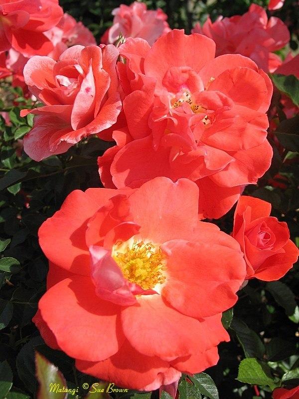 Photo of Rose (Rosa 'Matangi') uploaded by Calif_Sue