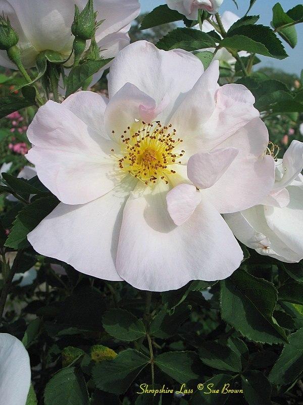 Photo of Rose (Rosa 'Shropshire Lass') uploaded by Calif_Sue
