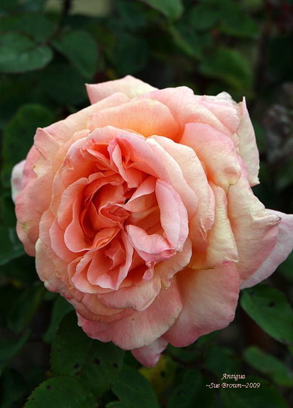 Photo of Rose (Rosa 'Antigua') uploaded by Calif_Sue