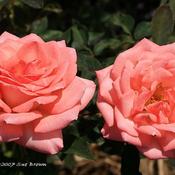 San Jose Heritage Rose Garden, CA.
