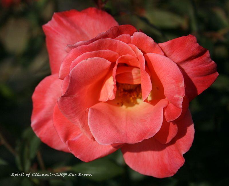 Photo of Rose (Rosa 'Spirit of Glasnost') uploaded by Calif_Sue