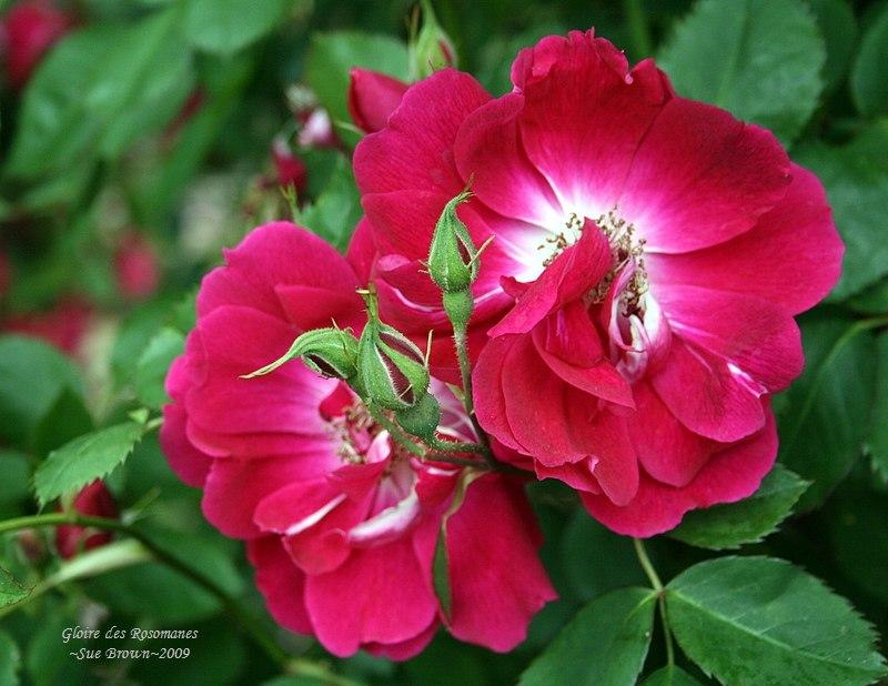 Photo of Rose (Rosa 'Gloire des Rosomanes') uploaded by Calif_Sue