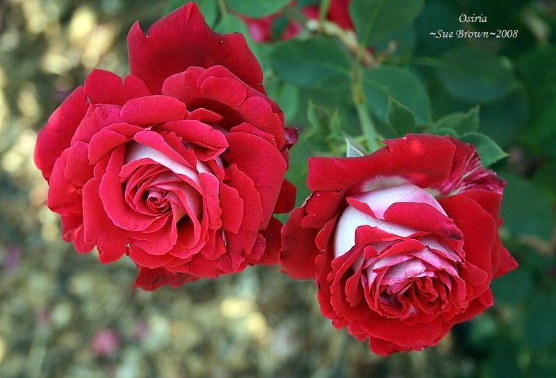 Photo of Rose (Rosa 'Osiria') uploaded by Calif_Sue