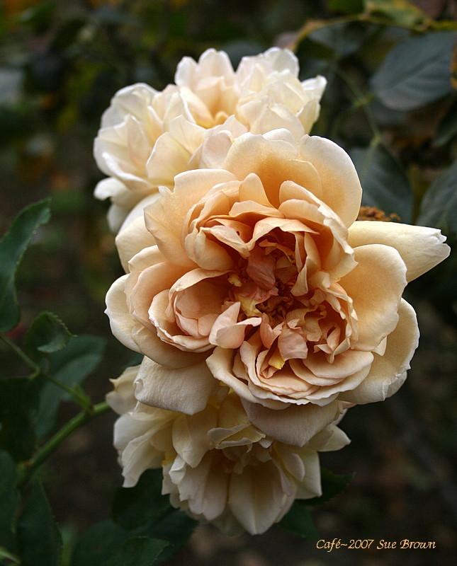 Photo of Floribunda Rose (Rosa 'Cafe') uploaded by Calif_Sue