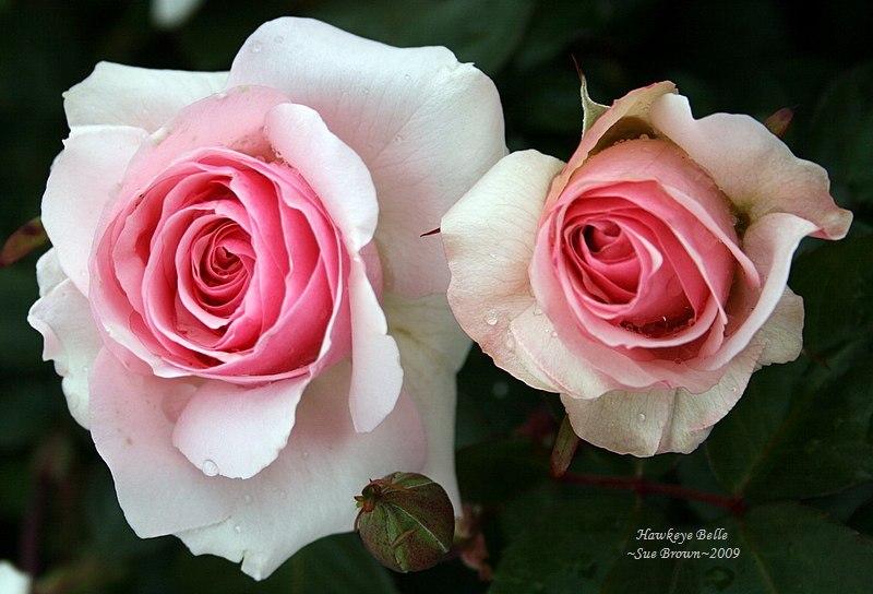 Photo of Rose (Rosa 'Hawkeye Belle') uploaded by Calif_Sue
