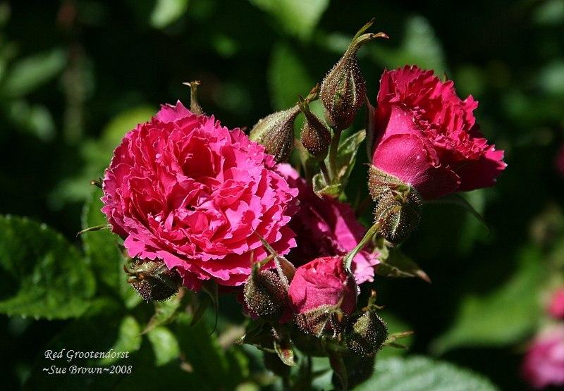 Photo of Rose (Rosa 'F.J. Grootendorst') uploaded by Calif_Sue