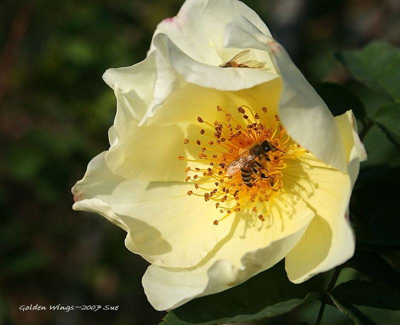 Photo of Rose (Rosa 'Golden Wings') uploaded by Calif_Sue