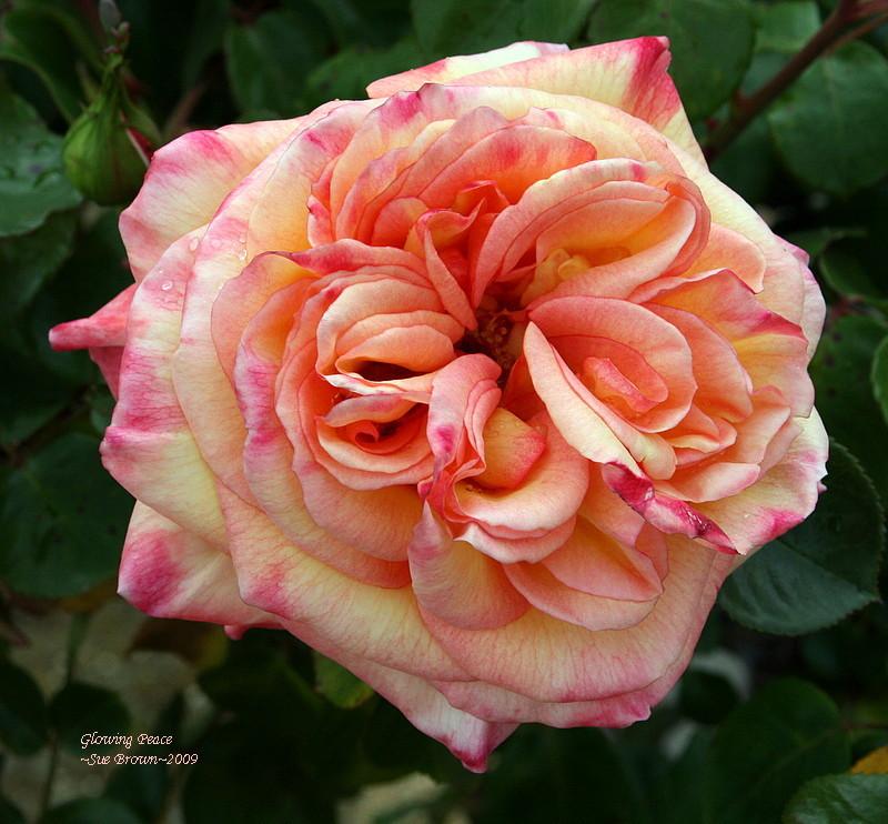 Photo of Rose (Rosa 'Glowing Peace') uploaded by Calif_Sue