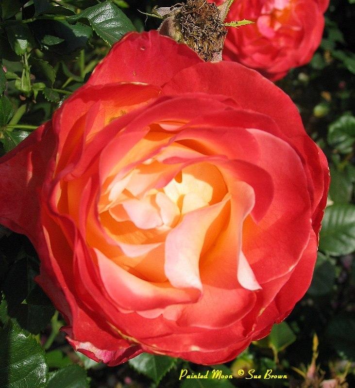 Photo of Rose (Rosa 'Painted Moon') uploaded by Calif_Sue