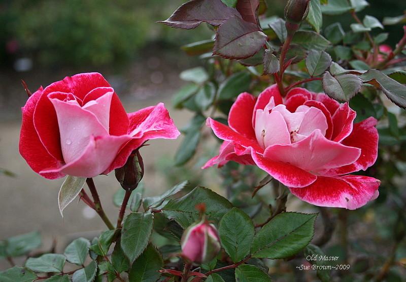 Photo of Rose (Rosa 'Old Master') uploaded by Calif_Sue