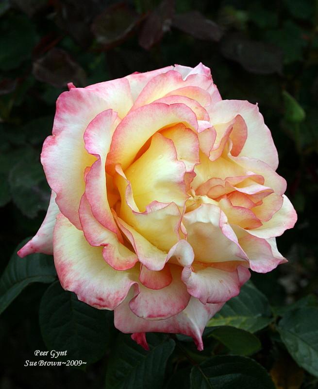 Photo of Rose (Rosa 'Peer Gynt') uploaded by Calif_Sue