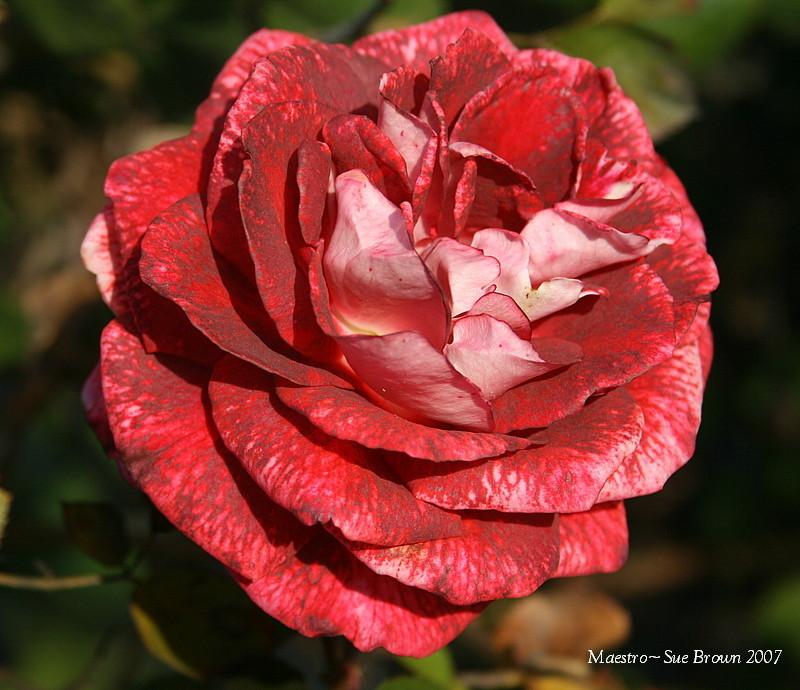 Photo of Rose (Rosa 'Maestro') uploaded by Calif_Sue